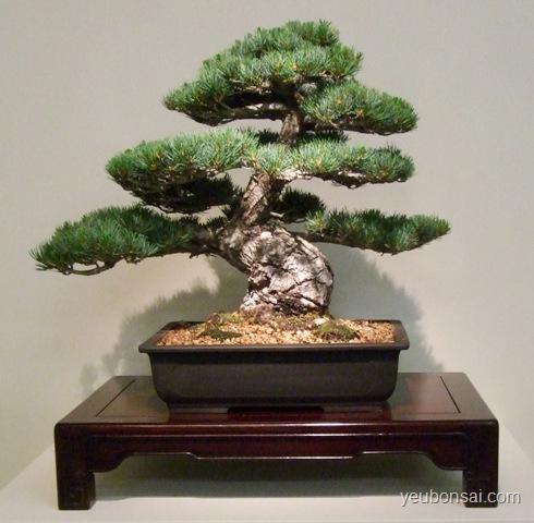 Bonsai, cây cảnh nghệ thuật, cay canh nghe thuat, cây thế, cay the, triển lãm cây cảnh nghệ thuật, trien lam cay canh nghe thuat